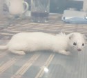 Суровый сахалинский кот принёс хозяйке с улицы ласку