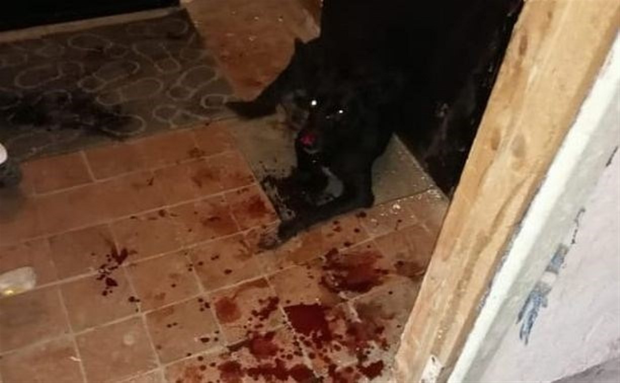 Мужчина, порезавший собаку в Соловьёвке, рассказал свою версию событий