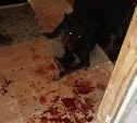 Мужчина, порезавший собаку в Соловьёвке, рассказал свою версию событий