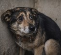 Власти поддержали конфискацию животных у хозяев за жестокое отношение