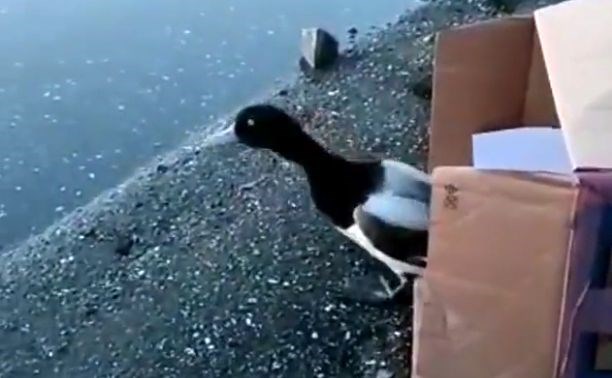 Утку с гематомами, которую приютили сахалинцы, отпустили в свободное плавание