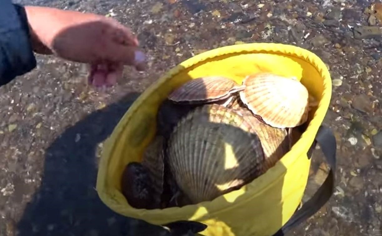 Рыбак во время отлива на Сахалине собрал ведро гребешка с микрожемчугом