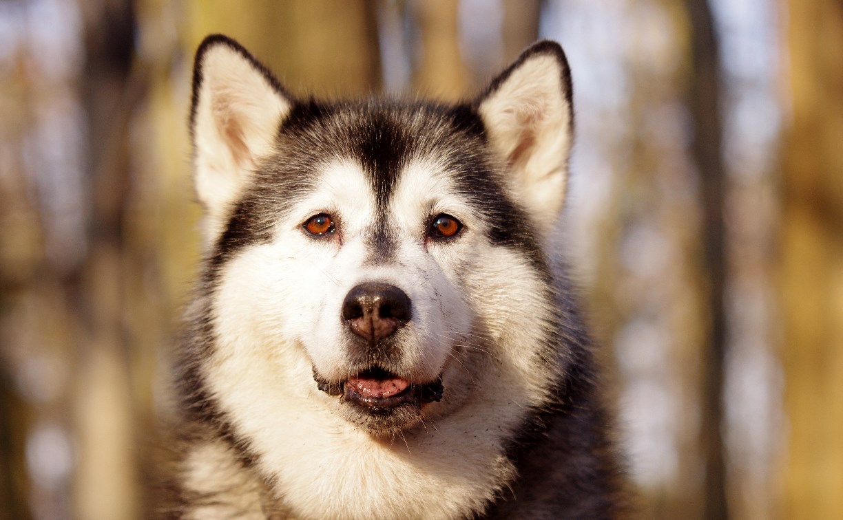 Сахалинцев и гостей приглашают на фестиваль ездового спорта в Корсакове