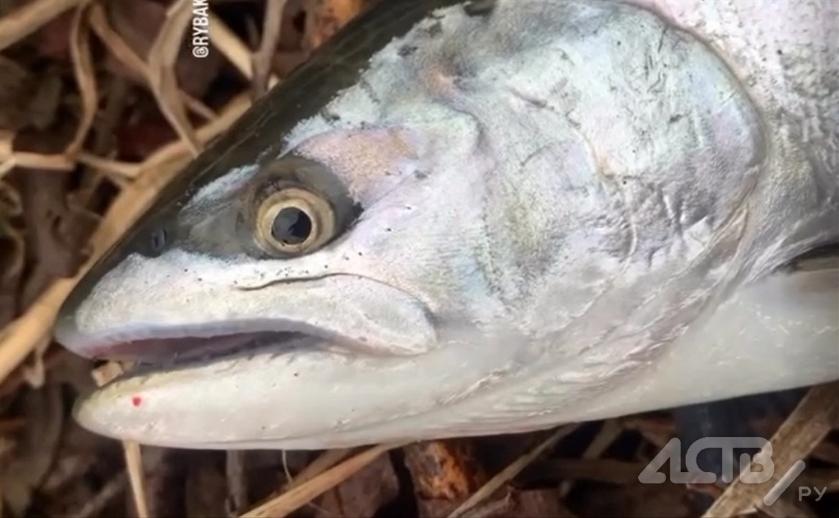 "Сима пошла!": рыбак жестоко разыграл сахалинцев на 1 апреля 