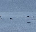 Морской бой каланов у побережья Северо-Курильска попал на видео