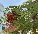 Воздух на Сахалине прогреется до +25°: уточнённый прогноз на 19 сентября