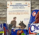 За помощь бездомным животным сахалинцам дарят скидку на билет в кино