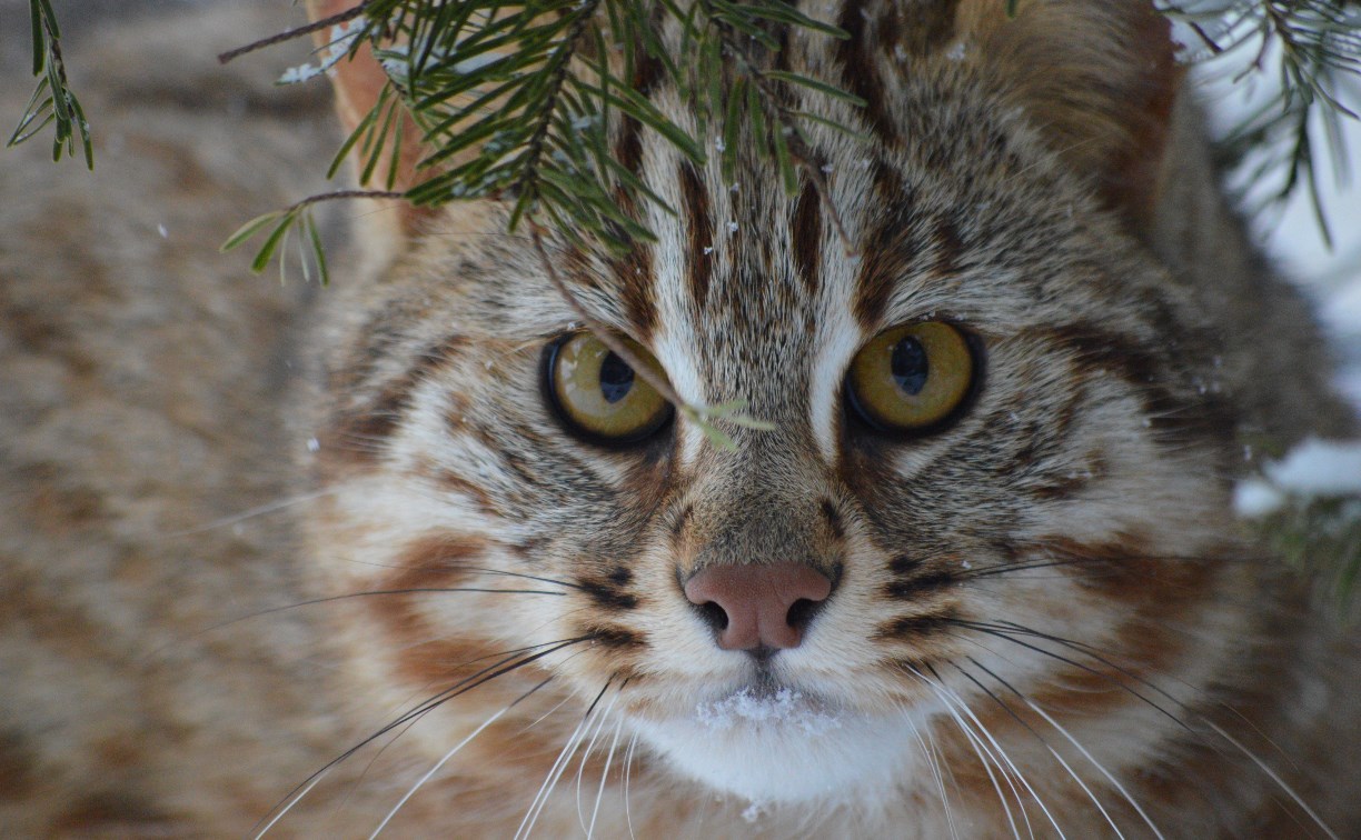 На сахалинской выставке редких пород кошек выберут лучший экспонат