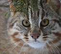На сахалинской выставке редких пород кошек выберут лучший экспонат
