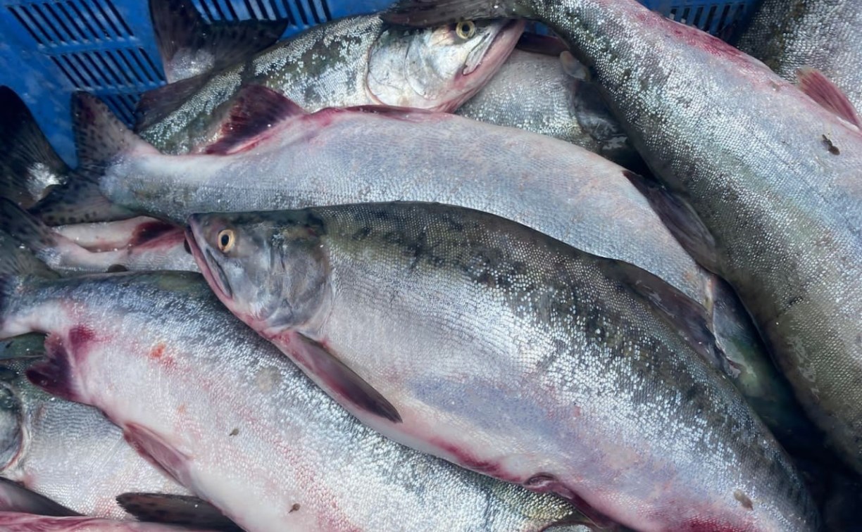 Распродажу свежей рыбы 22 августа проводят в нескольких районах и Южно-Сахалинске