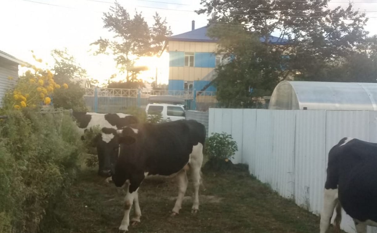 Коровы продолжают терроризировать охинцев