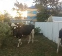 Коровы продолжают терроризировать охинцев