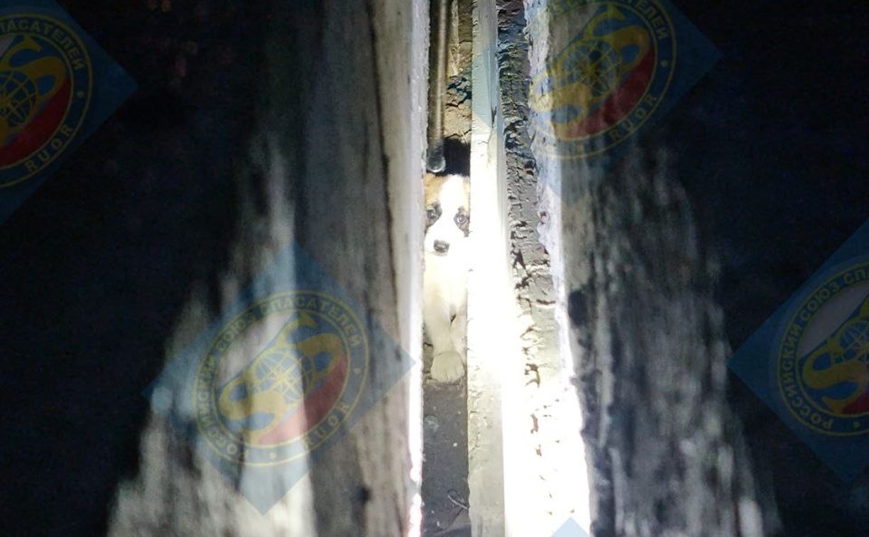 Жалобные глаза в щели: спасатели в Южно-Сахалинске вызволили застрявшего щенка