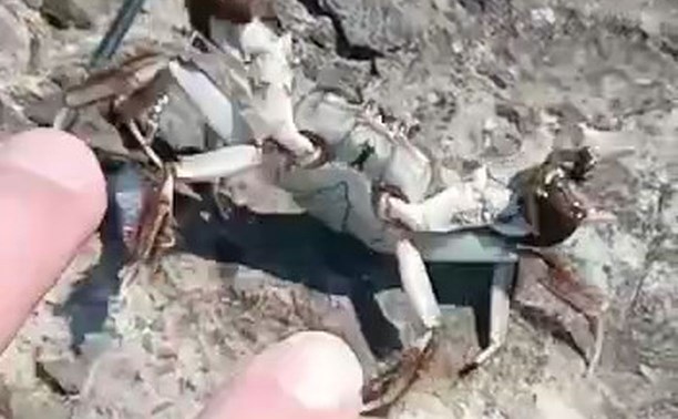 "Вот, что надо ловить!": сахалинцы поделились видео "поединка" с крабом, пойманным на удочку