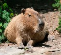 Гостям сахалинского зоопарка покажут, как кормить «водных свинок»