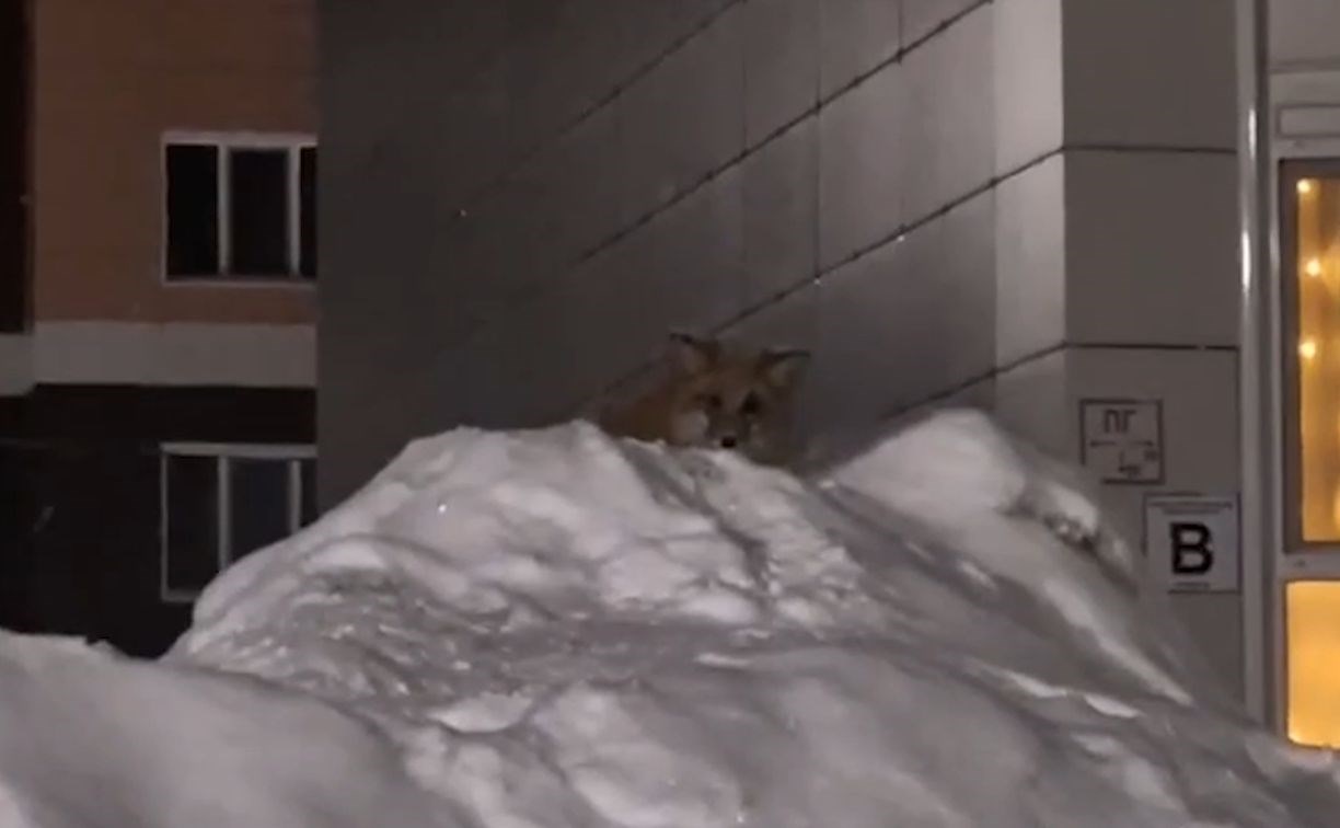 Жители Южно-Сахалинска встретили лису прямо в своём дворе