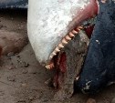 Очевидцы: сахалинцы раскромсали выброшенную на берег большую косатку