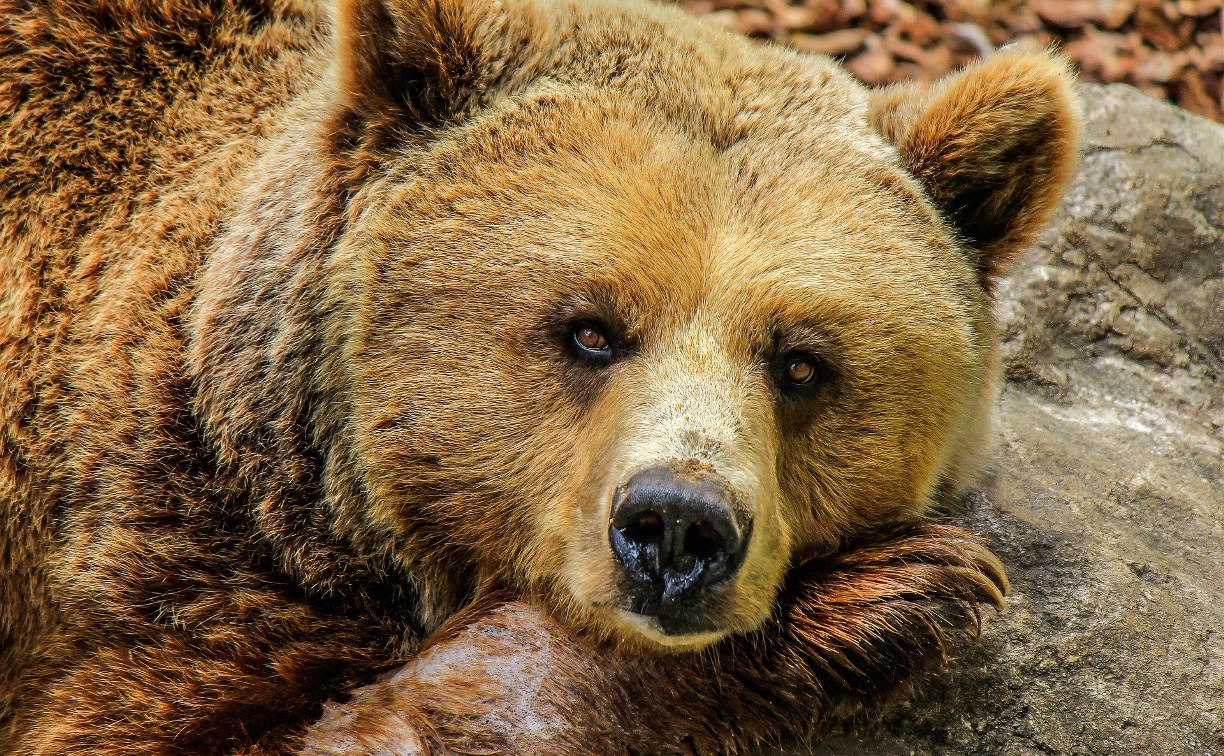 В районе аэродрома в Корсакове автомобилисты встретили медведя