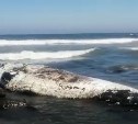 Огромного кашалота выбросило на берег Кунашира