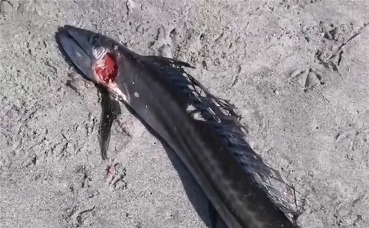 Сахалинские рыбаки гадают над названием найденного на берегу морского чудовища