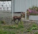 Раненное дикое животное заметили в Южно-Сахалинске