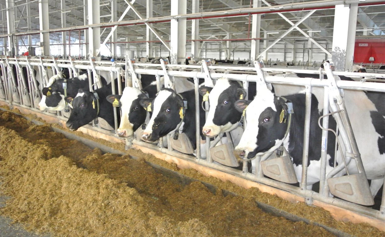На Сахалине резидент ТОРа «Южная» более чем в пять раз нарастил производство молока