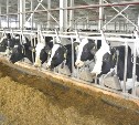 На Сахалине резидент ТОРа «Южная» более чем в пять раз нарастил производство молока