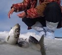 "Ловим по четыре селёдки за раз": сахалинка сняла залипательное видео на рыбалке