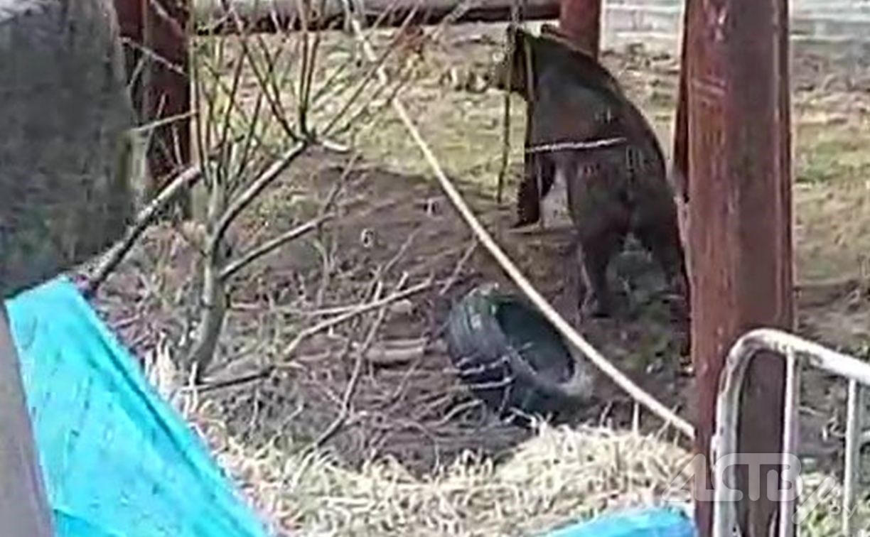 Сахалинцы сообщают о медведе на лыжной базе в Холмске