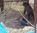 Сахалинцы сообщают о медведе на лыжной базе в Холмске