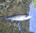 Причину гибели рыбы в реке Красносельской на Сахалине выясняют эксперты
