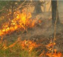 На севере Сахалина выгорело 48 гектаров леса