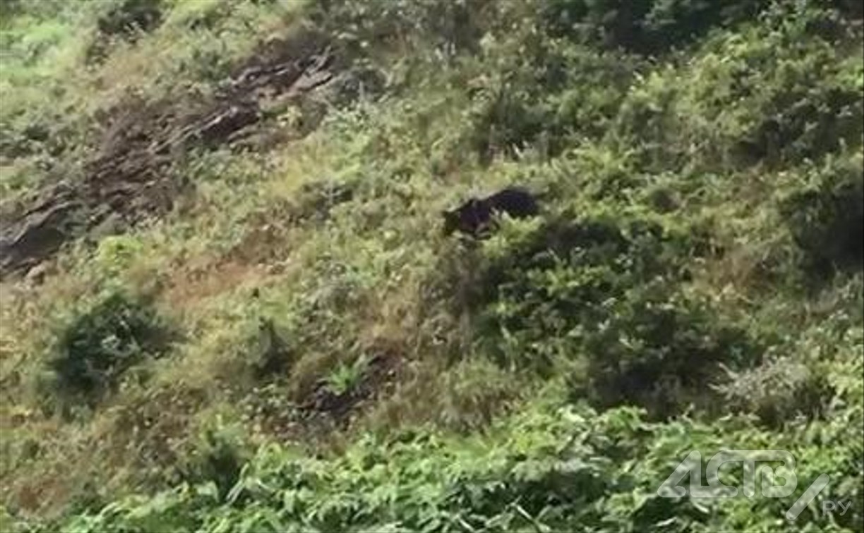 Медведь гуляет в районе жилых домов в Ясноморском