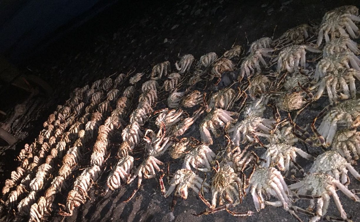 Больше 600 кг краба изъяли сахалинские пограничники у браконьеров в Поронайском районе