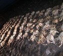 Больше 600 кг краба изъяли сахалинские пограничники у браконьеров в Поронайском районе