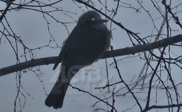 Редкие певчие птицы облюбовали центр Южно-Сахалинска