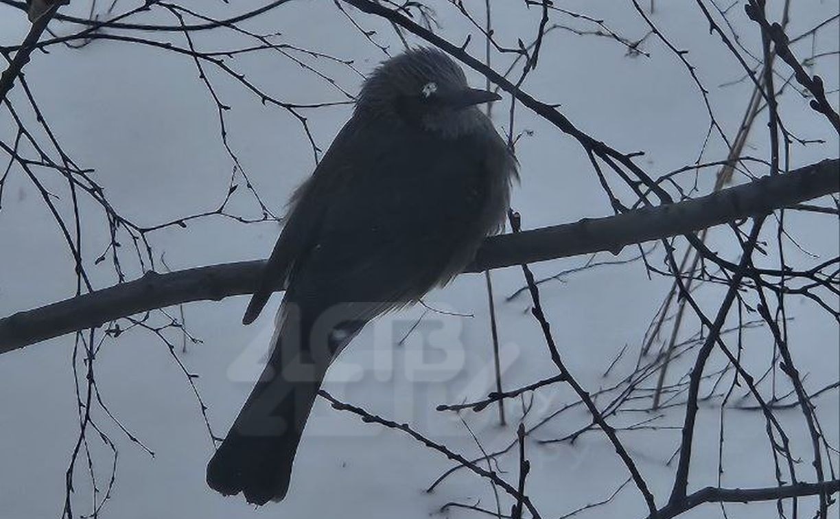 Редкие певчие птицы облюбовали центр Южно-Сахалинска
