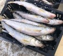 "Зубарь размером с горбушу": сахалинцы хвастаются февральским уловом
