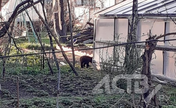 Медвежонок потерялся в Долинске - кроха бегает по дворам и гоняет котов