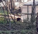 Медвежонок потерялся в Долинске - кроха бегает по дворам и гоняет котов
