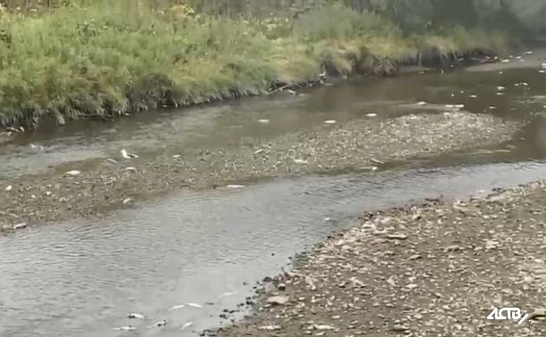На реке Дудинка обнаружили мёртвую рыбу