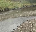 На реке Дудинка обнаружили мёртвую рыбу