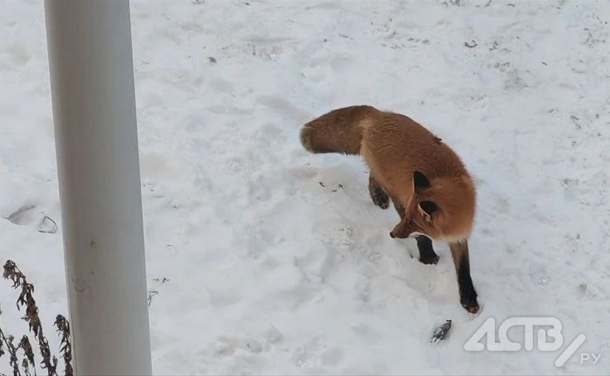 Рыжую красавицу-лису второй день наблюдают в Южно-Сахалинске