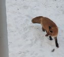 Рыжую красавицу-лису второй день наблюдают в Южно-Сахалинске