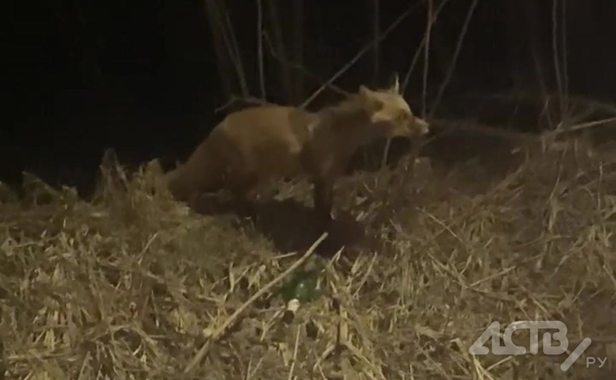 Лисичка пришла в частный сектор в Южно-Сахалинске