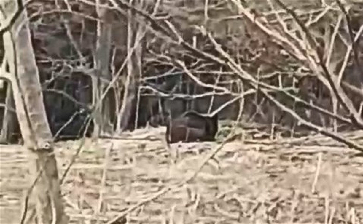 Медведя заметили сахалинцы в районе Пригородного