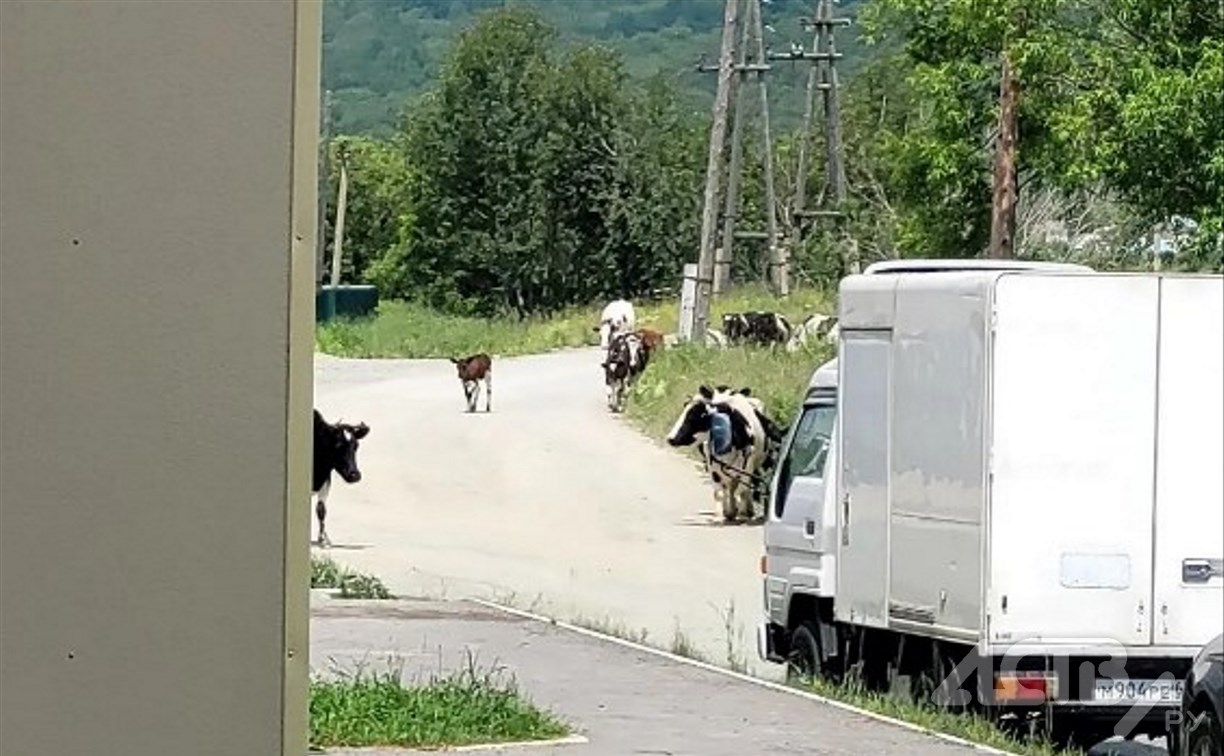На Сахалине ребенок попал в больницу после нападения коровы: полиция проводит проверку