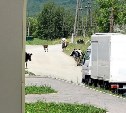 На Сахалине ребенок попал в больницу после нападения коровы: полиция проводит проверку