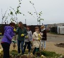 Ольховая аллея появилась в Южно-Курильске