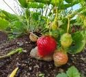 Дачники начали продавать клубнику в южных районах Сахалина